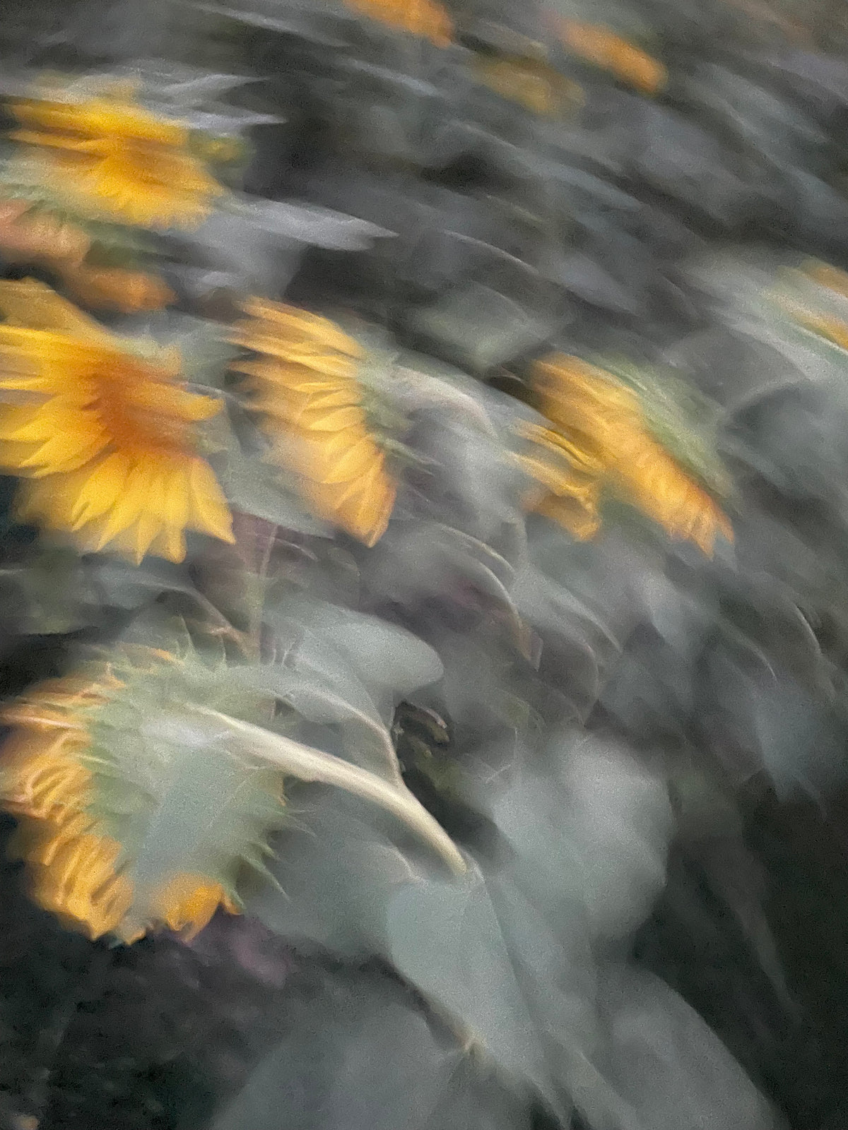 Unscharfe Aufnahme von Sonnenblumen